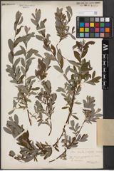 Salix aurita L. x Salix repens L.